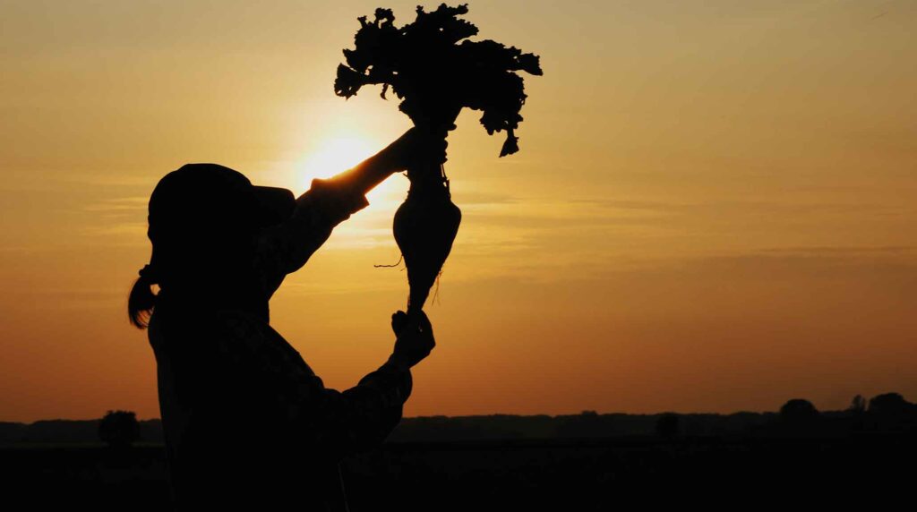 Billede af kvinde der holder en sukkerroe højt løftet i 2 hænder og ses som silhuetmed lav sol i baggrunden